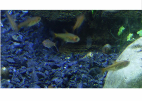 Paquete 10 Tetra Ember / Tetra Ambar / Tetra Amandae