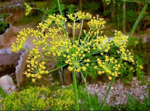 Semillas Agroecologicas De Eneldo Indio - 100% Naturales