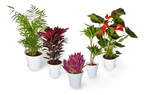 Planta Viveros En Telde Gran Canaria