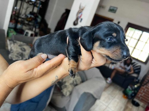 Imagen 4 de 10 de Cachorros Salchicha Mini Mini