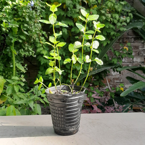 Planta De Menta Negra Aromática Moron Raíces Arco Iris