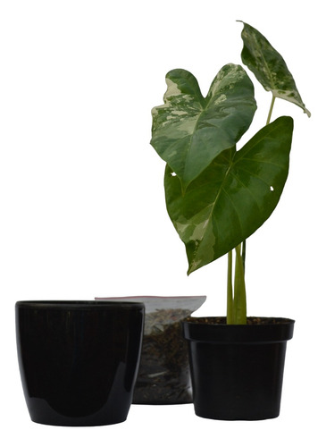 Kit: Alocasia Macrorrhiza Variegata + Matera Plástica + Sust