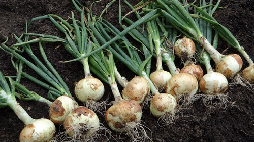 Imagen 2 de 4 de Semillas Cebolla X Sobre Huerta En Casa