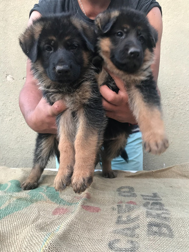 Cachorro Ovejero Aleman (poa)