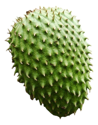 Arbol Guanabana / Graviola