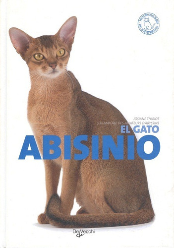 Abisinio El Gato