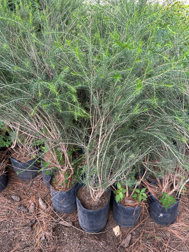 Melaleuca 1.20m Maceta 7l Cerco Vivo Cortaviento Resistente