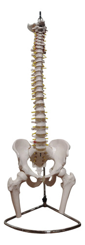 Modelo Columna Vertebral