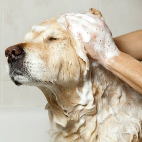 Imagem 3 de 4 de Shampoo De Clorexidina P/ Cachorro E Gato Dugs 500ml