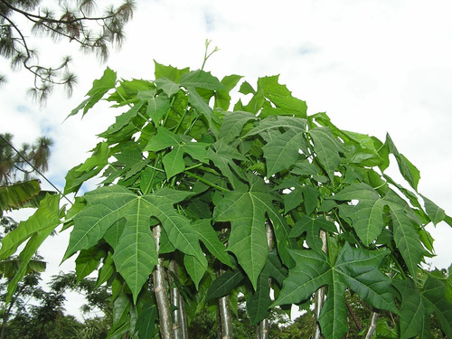 Chaya Árvore De Espinafre Cnidoscolus Aconitifolius Mudas