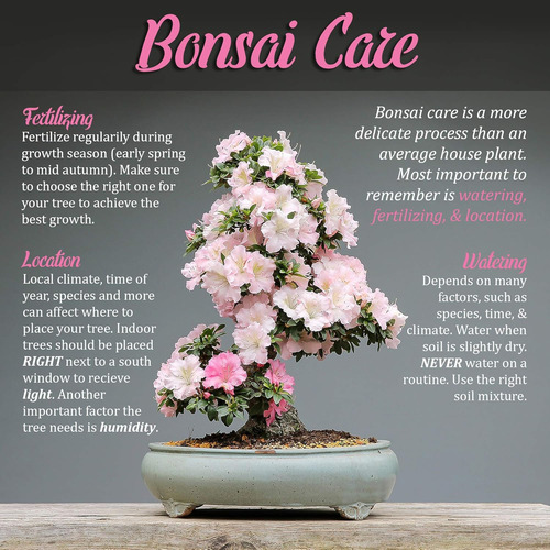Set Cortador De Bonsai Bamboomn Cortador Concavo + Cizalla