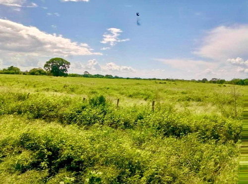 Inmobiliaria Mundo Inn Vende En Cojedes, Hermosa Finca Productiva