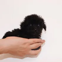 Comprar Lindos Cachorritos Poodles Pekes Negro Azabache Tacita De Te