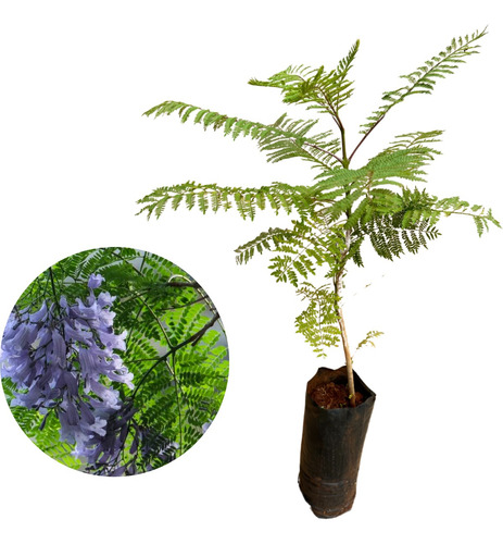 Kit 10 Unidades Jacarandá Mimoso - Jacaranda Mimosifolia
