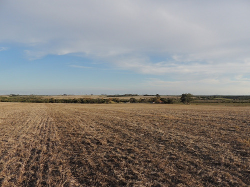 Campos Venta 60 Has Agrícolas Carmelo