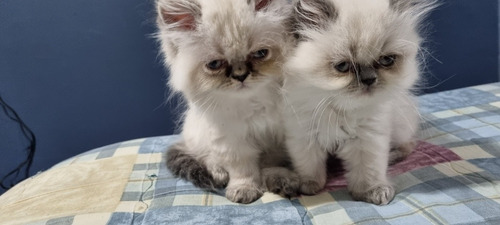 Imagen 2 de 5 de Gatitos Persa