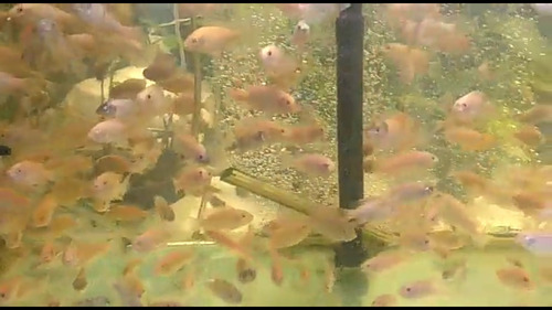 Imagen 5 de 8 de 25 Alevines De Tilapia Roja