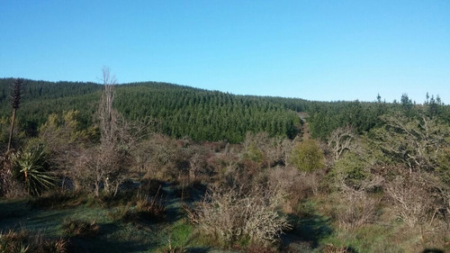 Atencion  Inversión Forestal En Comuna De Retiro