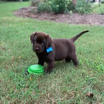 Comprar Cachorros Labrador Chocolate 100% Puros, Robustos Hermosos\u002F