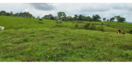 Venta Finca - Lote En Circasia - 6.2 Cuadras