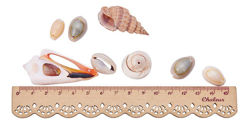 Feitiços De Artesanato Para Conchas Na Praia Do Oceano