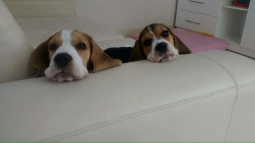 Cachorros Beagle Enanos