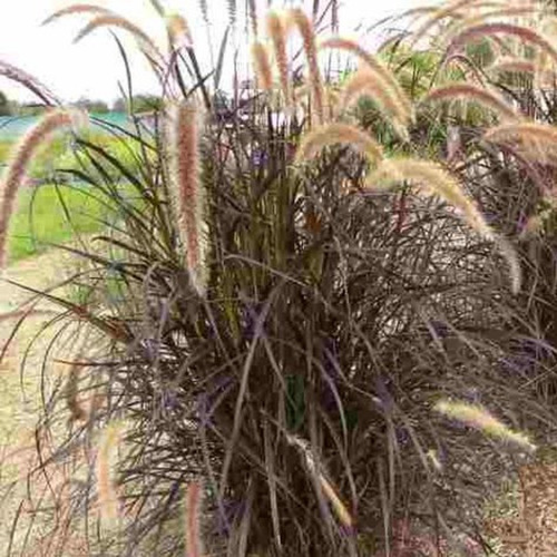Planta Penisetum Rubra - Cola De Zorro Exterior