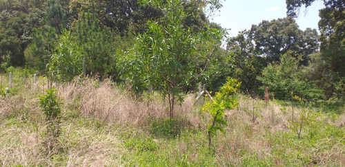 Imagen 6 de 6 de Terreno Campestre En Santa María Ahuacatitlán / Cuernavaca - Maz-126-tca