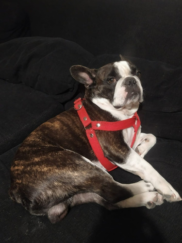 Imagen 10 de 10 de Guardería De Mascotas Guardería Canina Cuidado De Perros