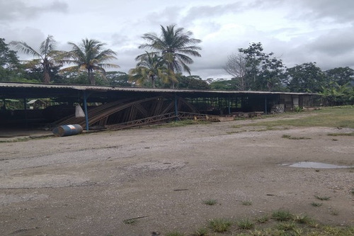 Imagen 9 de 10 de Fp Asein1608 Vende Excelente Finca De 12 Hectáreas En Montalbán Estado Carabobo