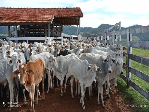 Fazenda À Venda Em Echaporã/sp - Fa00122 - 69026868