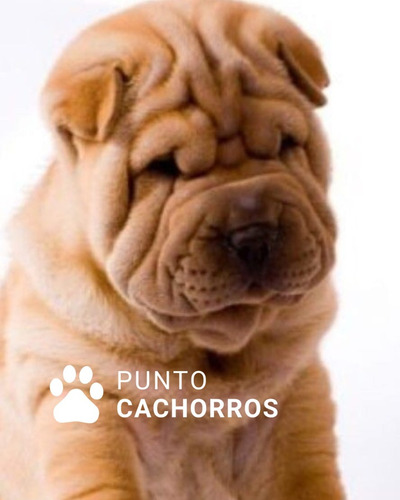 Sharpei 1 Beige