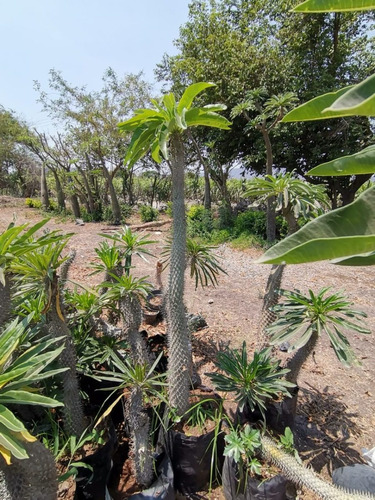 Imagen 3 de 3 de Palma De Madagascar Pachypodium Con Flor De 1.5 A 2 M De Alt