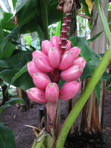 150 Semillas De Platano Rosa