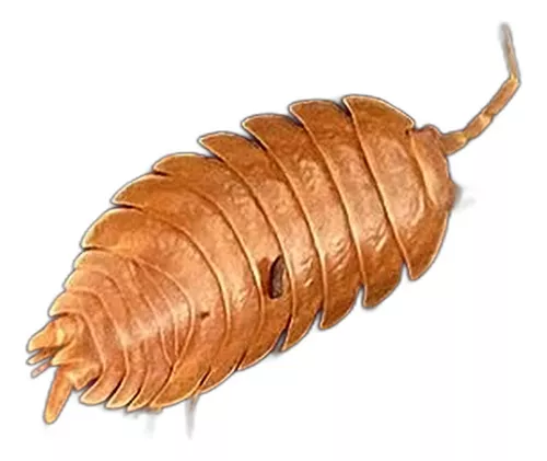 Isópodos Naranja Para Biohábitats De Anfibios-reptiles-inver