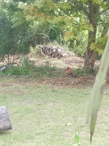 Imagem 5 de 12 de Terreno Agriculturável. Possui Um Posso Semi Artesiano