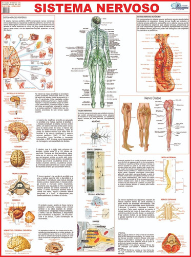 Mapa Sistema Nervoso Do Corpo Humano 120 X 90 Cm