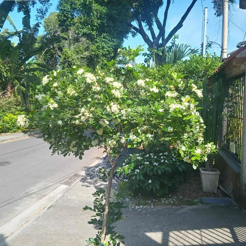 Murraya paniculata - dama da noite