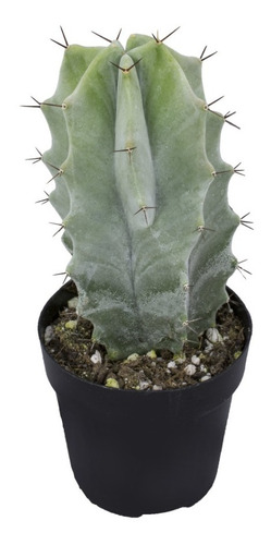 Cactus Stenocereus Pruinosus Maceta N9. Cactus Colección