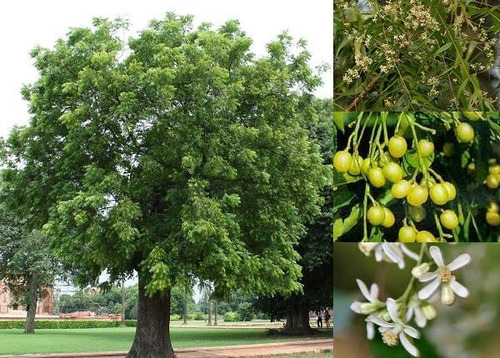 Árbol De Neem ( Azadirachta Indica ) Más Semillas  