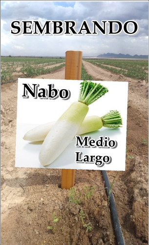 Nabo Medio Largo - 5000 Semillas Calidad Profesional