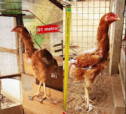 Ovos Índio Gigante - Reprodutor 119 Cm & Matrizes 101 Cm