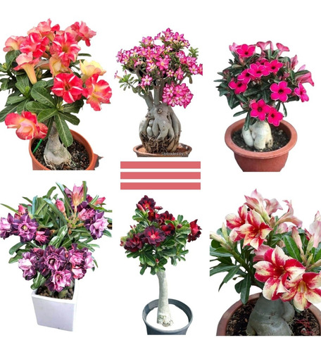 Rosa Do Deserto Mix Adenium Obesum Sementes Flor Para Mudas