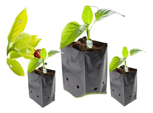 Bolsas Plantas Almacigo Kit 100 Unidades 12x12 Green World 