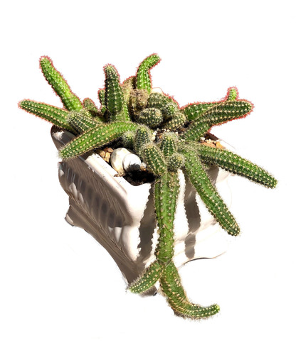 Maceta Ceramica Cactus Chamaecereus Silvestrii