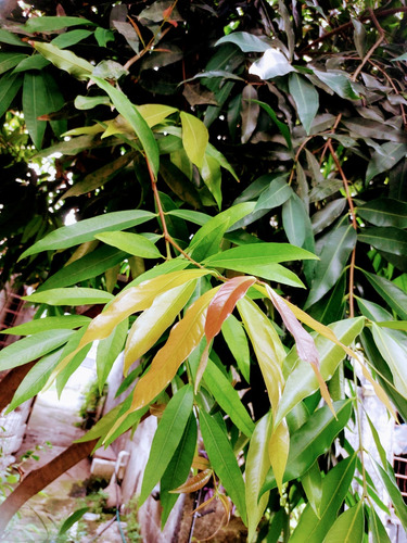 Zyzygium Hojas Fresca100 Diabetes Riñón Hígado Envío Gratis