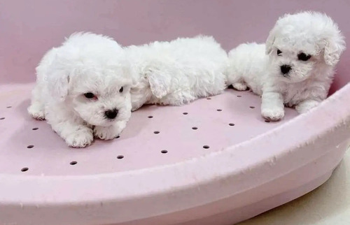 Imagen 3 de 3 de Cachorros French Poodle Mini 130 Por Cada Perrito