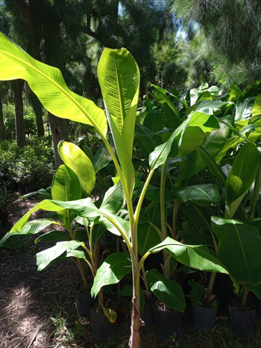 Imagen 5 de 10 de Banano Frutal Grande Adulto - Hermoso E/caba Y Gba