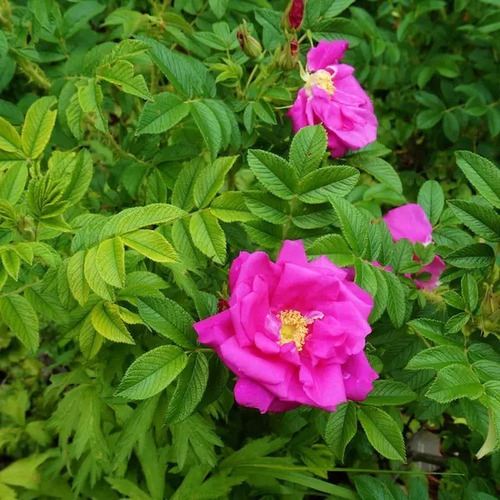 20 Semillas De Rosal Japones Rosa Rugosa Nuevas Selectas