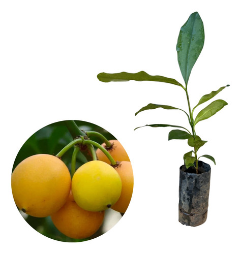 Muda De Bacupari Para Produzir - Exótica